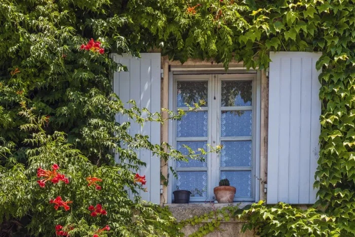 Framed Print : Ivy surrounded house window in Provence, France Framed Print : Ivy surrounded house window in Provence, France