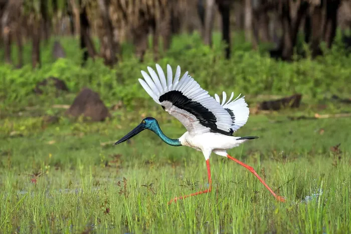 Framed Print : Jabiru taking flight, Bamurru Plains, Northern Territory, Australia Framed Print : Jabiru taking flight, Bamurru Plains, Northern Territory, Australia