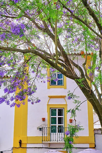 Jacaranda at Evora, Alentejo. Portugal