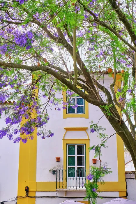 Framed Print : Jacaranda at Evora, Alentejo. Portugal Framed Print : Jacaranda at Evora, Alentejo. Portugal