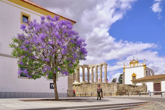 Framed Print : Jacaranda at Evora, Alentejo. Portugal (MR) Framed Print : Jacaranda at Evora, Alentejo. Portugal (MR)