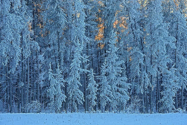 Jack pine trees covered in hoarfrost, Belair Provincial Forest, Manitoba, Canada