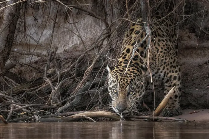 Framed Print : Jaguar (panthera onca) in Pantanal Matogrossense, Rio Cuaiba, Brazil Framed Print : Jaguar (panthera onca) in Pantanal Matogrossense, Rio Cuaiba, Brazil