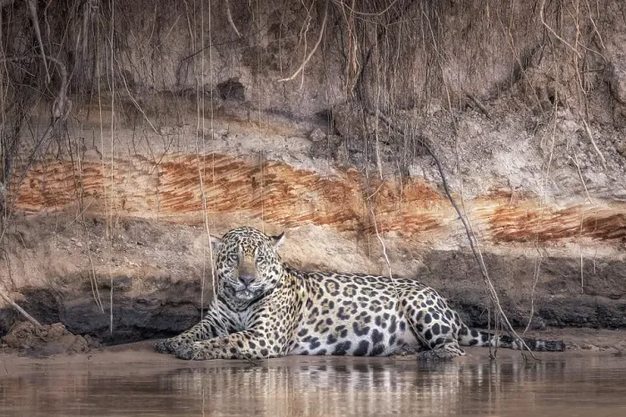 Framed Print : Jaguar (panthera onca) in Pantanal Matogrossense, Rio Cuaiba, Brazil Framed Print : Jaguar (panthera onca) in Pantanal Matogrossense, Rio Cuaiba, Brazil