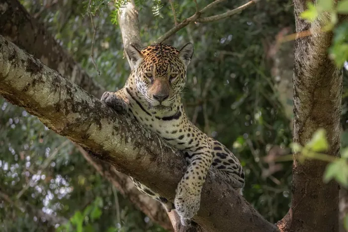 Framed Print : Jaguar (panthera onca) in Pantanal Matogrossense, Rio Cuaiba, Brazil