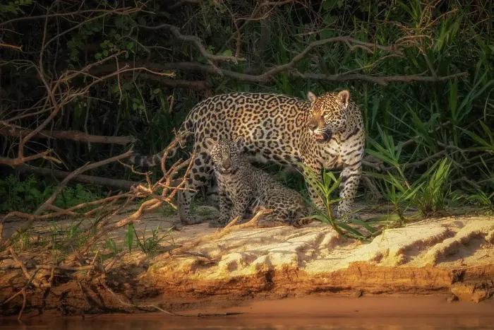 Framed Print : Jaguar (panthera onca) in Pantanal Matogrossense, Rio Cuaiba, Brazil