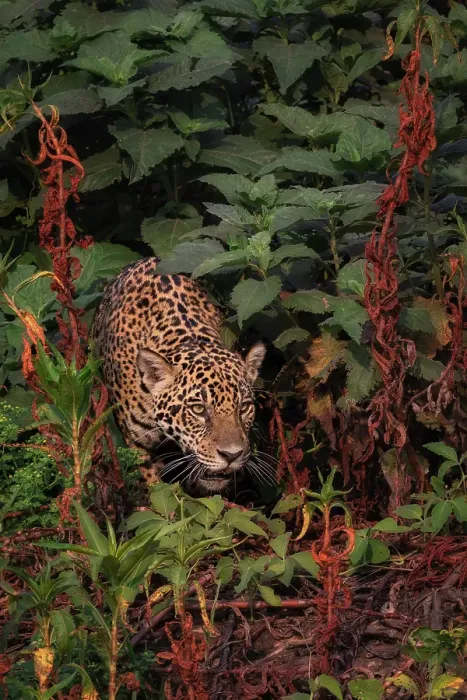 Framed Print : Jaguar (panthera onca) in Pantanal Matogrossense, Rio Cuaiba, Brazil Framed Print : Jaguar (panthera onca) in Pantanal Matogrossense, Rio Cuaiba, Brazil
