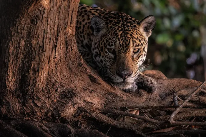 Framed Print : Jaguar portrait (panthera onca) in Pantanal Matogrossense, Rio Cuaiba, Brazil Framed Print : Jaguar portrait (panthera onca) in Pantanal Matogrossense, Rio Cuaiba, Brazil