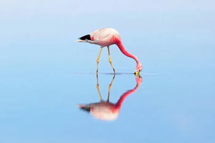 Framed Print : A James flamingo (Phoenicoparrus jamesi) reflected in the Laguna Chaxa waters, Salar de Atacama, San Pedro de Atacama, El Loa, Chile Framed Print : A James flamingo (Phoenicoparrus jamesi) reflected in the Laguna Chaxa waters, Salar de Atacama, San Pedro de Atacama, El Loa, Chile