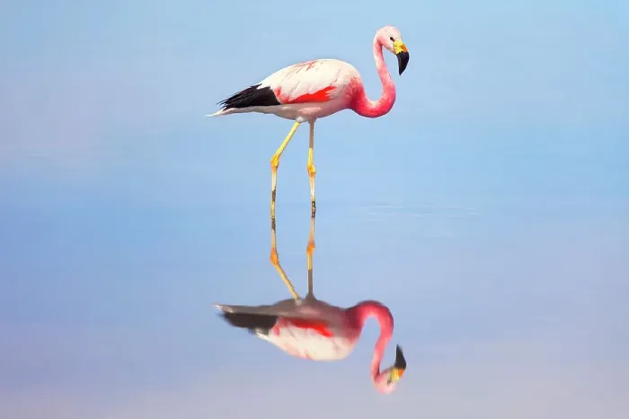 Framed Print : A James flamingo (Phoenicoparrus jamesi) reflected in the Laguna Chaxa waters, Salar de Atacama, San Pedro de Atacama, El Loa, Chile Framed Print : A James flamingo (Phoenicoparrus jamesi) reflected in the Laguna Chaxa waters, Salar de Atacama, San Pedro de Atacama, El Loa, Chile