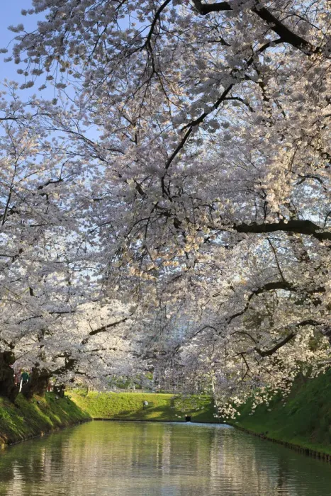 Framed Print : Japan, Aomori Prefecture, Hirosaki, Cherry trees