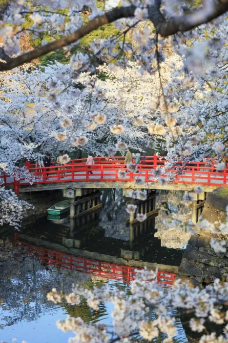 Framed Print : Japan, Aomori Prefecture, Hirosaki, Cherry trees Framed Print : Japan, Aomori Prefecture, Hirosaki, Cherry trees