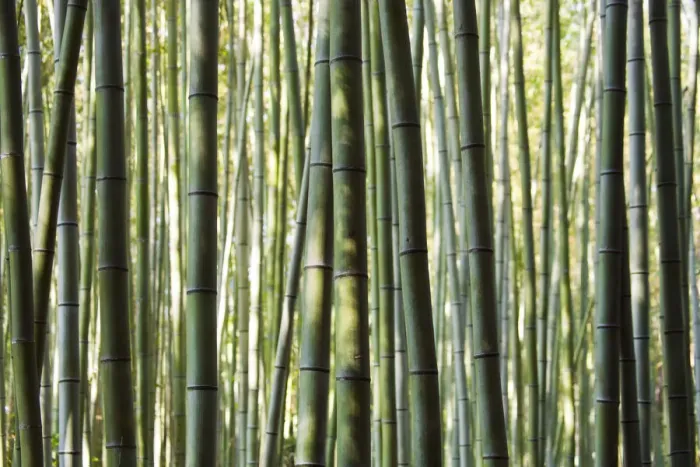 Framed Print : Japan, Chubu Region, Kyoto, Arashiyama. Close up of a bamboo forest Framed Print : Japan, Chubu Region, Kyoto, Arashiyama. Close up of a bamboo forest