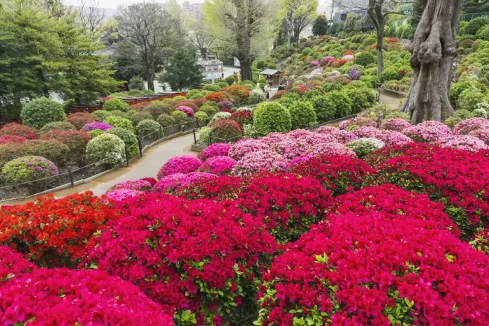 Framed Print : Japan, Honshu, Tokyo, Bunkyo-ku, Nezu Shrine, The Azalea Garden Framed Print : Japan, Honshu, Tokyo, Bunkyo-ku, Nezu Shrine, The Azalea Garden