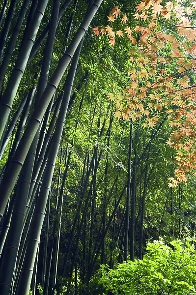 Japan Kanagawa prefecture Kamakura bamboo forest and