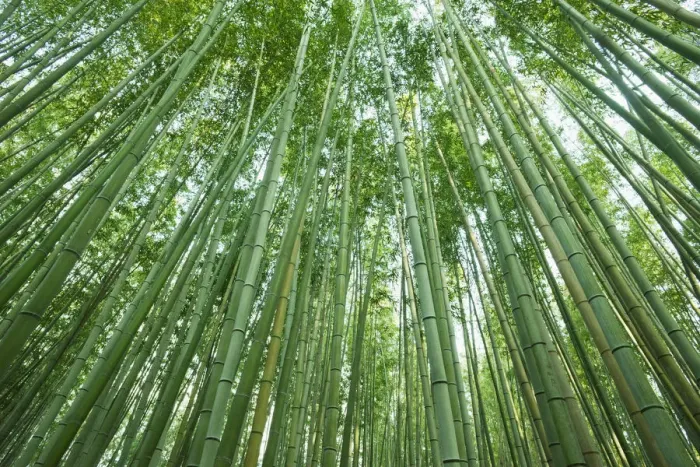 Framed Print : Japan, Kyoto, Arashiyama, The Bamboo Forest Framed Print : Japan, Kyoto, Arashiyama, The Bamboo Forest
