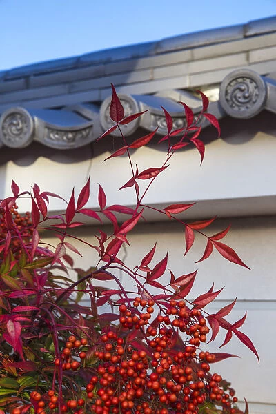 Japan, Kyoto, Autumn colours