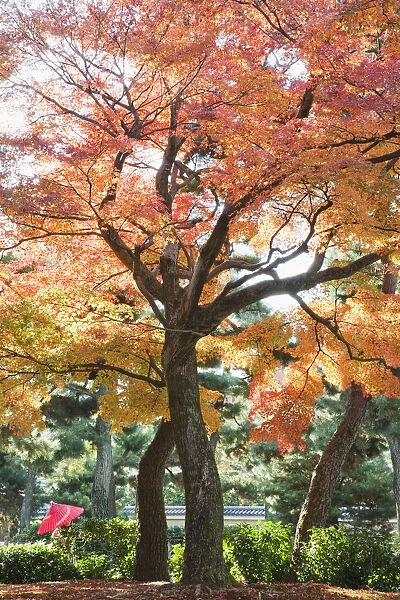 Japan, Kyoto, Kennin-ji Zen Temple, Autumn Leaves in the Temple Grounds