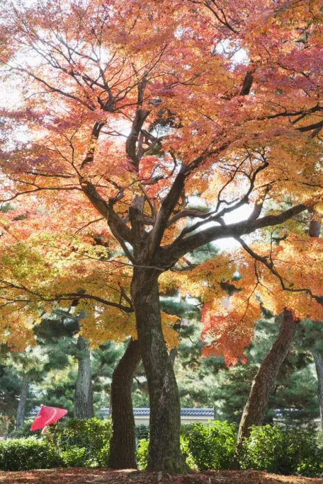 Framed Print : Japan, Kyoto, Kennin-ji Zen Temple, Autumn Leaves in the Temple Grounds