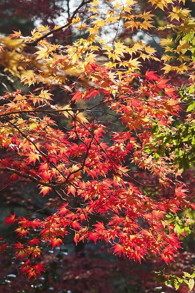 Japan, Kyoto, Kitano Temmangu Shrine, Autumn Leaves in the Maple Garden