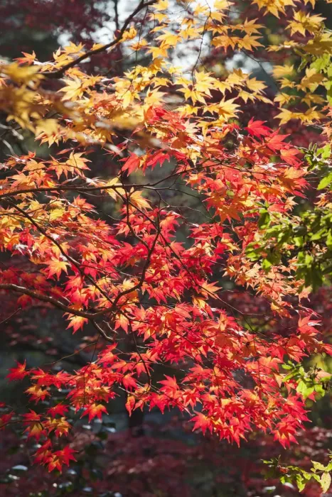 Framed Print : Japan, Kyoto, Kitano Temmangu Shrine, Autumn Leaves in the Maple Garden Framed Print : Japan, Kyoto, Kitano Temmangu Shrine, Autumn Leaves in the Maple Garden