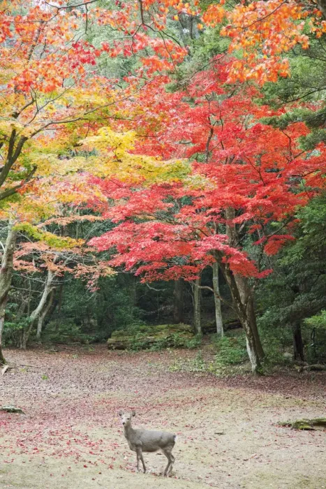 Framed Print : Japan, Miyajima Island, Omoto Park, Deer and Autumn Leaves Framed Print : Japan, Miyajima Island, Omoto Park, Deer and Autumn Leaves