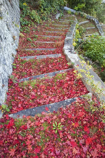 Japan, Miyajima Island, Omoto Park, Autumn Leaves on Steps