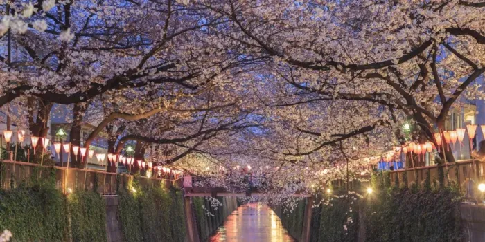 Framed Print : Japan, Tokyo, Cherry Trees in full bloom along Meguro River Framed Print : Japan, Tokyo, Cherry Trees in full bloom along Meguro River
