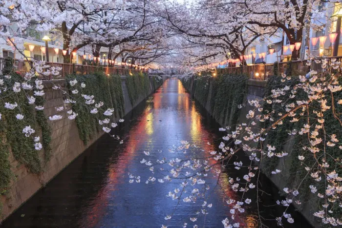 Framed Print : Japan, Tokyo, Cherry Trees in full bloom along Meguro River Framed Print : Japan, Tokyo, Cherry Trees in full bloom along Meguro River