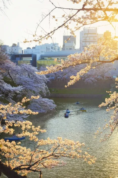 Framed Print : Japan, Tokyo, Chidorigafuchi Park, Cherry Trees in full bloom near the Imperial Palace