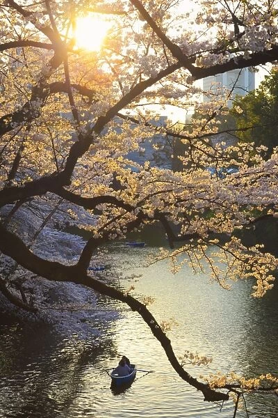 Japan, Tokyo, Chidorigafuchi Park, Cherry Trees in full bloom near the Imperial Palace