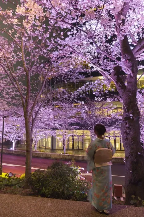 Framed Print : Japan, Tokyo, Roppongi District, Cherry trees illuminated at night at Midtown Tokyo Framed Print : Japan, Tokyo, Roppongi District, Cherry trees illuminated at night at Midtown Tokyo