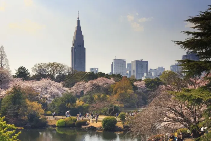 Framed Print : Japan, Tokyo, Shinjuku Gyoen National Garden, Cherry Trees in full bloom Framed Print : Japan, Tokyo, Shinjuku Gyoen National Garden, Cherry Trees in full bloom