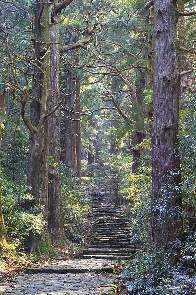 Japan, Wakayama Prefecture, Kumano Kodo Pilgrimage Trail (UNESCO Site), Japanese Cedars