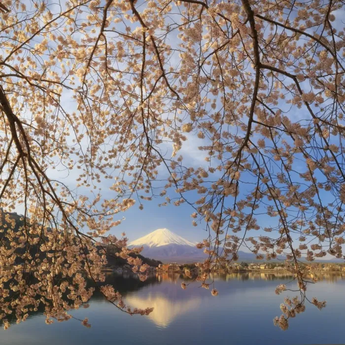 Framed Print : Japan, Yamanashi Prefecture, Kawaguchi-ko Lake, Mt Fuji and Cherry Blossoms Framed Print : Japan, Yamanashi Prefecture, Kawaguchi-ko Lake, Mt Fuji and Cherry Blossoms