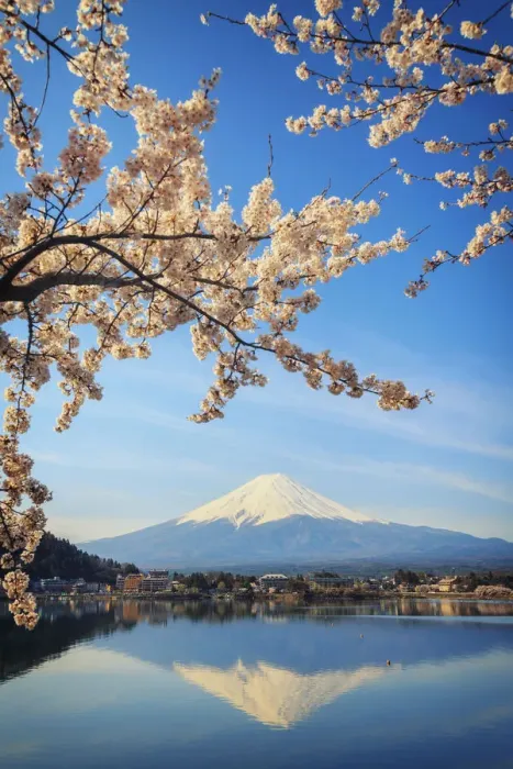 Framed Print : Japan, Yamanashi Prefecture, Kawaguchi-ko Lake, Mt Fuji and Cherry Blossoms Framed Print : Japan, Yamanashi Prefecture, Kawaguchi-ko Lake, Mt Fuji and Cherry Blossoms