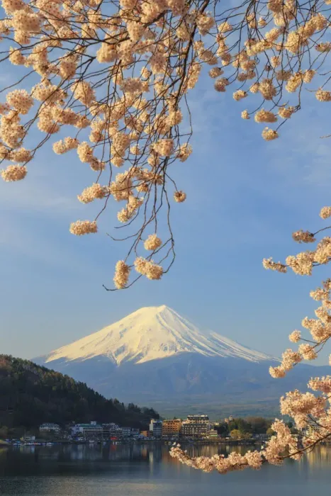 Framed Print : Japan, Yamanashi Prefecture, Kawaguchi-ko Lake, Mt Fuji and Cherry Blossoms Framed Print : Japan, Yamanashi Prefecture, Kawaguchi-ko Lake, Mt Fuji and Cherry Blossoms