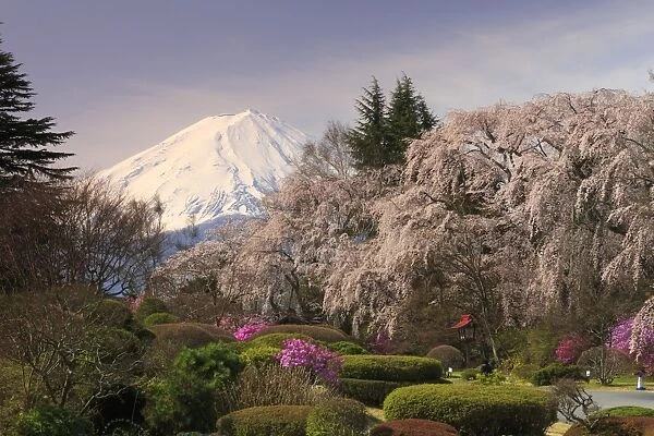 Japan, Yamanashi Prefecture, Mt Fuji View Hotel, Weeping Cherries and Mt Fuji