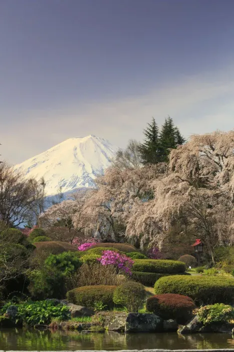 Framed Print : Japan, Yamanashi Prefecture, Mt Fuji View Hotel, Weeping Cherries and Mt Fuji Framed Print : Japan, Yamanashi Prefecture, Mt Fuji View Hotel, Weeping Cherries and Mt Fuji