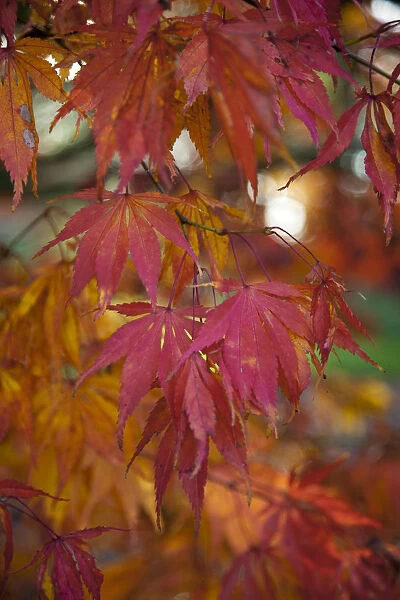 Japanese Acer tree in autumn