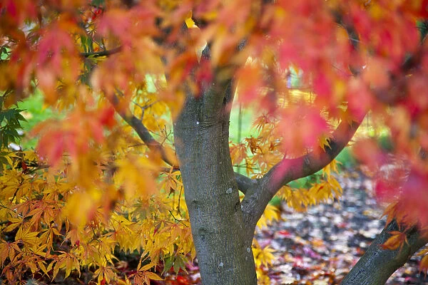 Japanese Acer tree in autumn