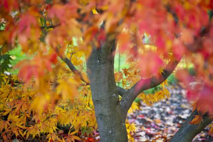 Framed Print : Japanese Acer tree in autumn Framed Print : Japanese Acer tree in autumn