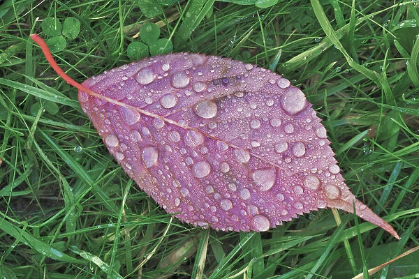 Japanese cherry autumn leaf with raindrops - Germany, Bavaria, Upper Bavaria, Munich