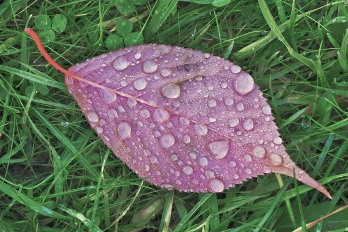 Framed Print : Japanese cherry autumn leaf with raindrops - Germany, Bavaria, Upper Bavaria, Munich Framed Print : Japanese cherry autumn leaf with raindrops - Germany, Bavaria, Upper Bavaria, Munich