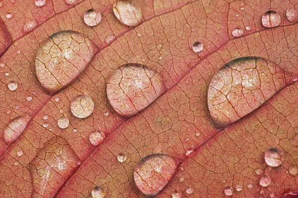 Japanese cherry autumn leaf with raindrops - Germany, Bavaria, Upper Bavaria, Munich
