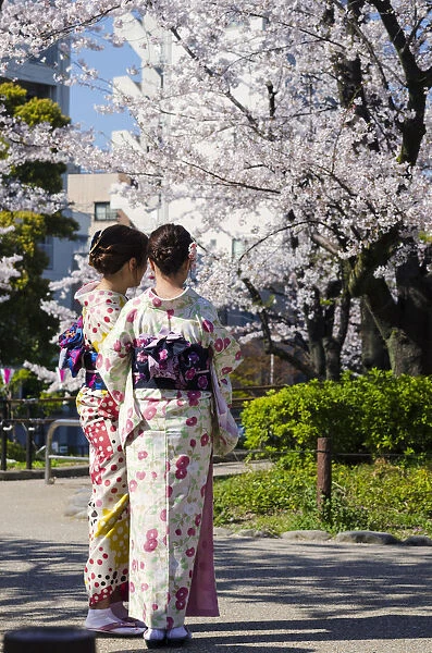 Japanese Girls in kimono during Sakura Blooming in Asakusa, Tokyo, Japan