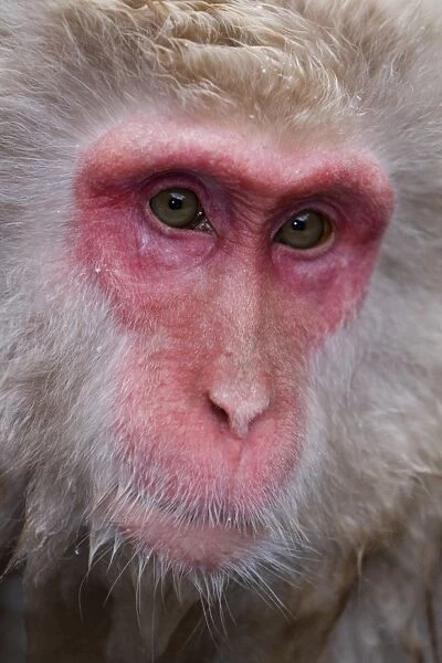 Japanese macaque (Macaca fuscata)  /  Snow monkey