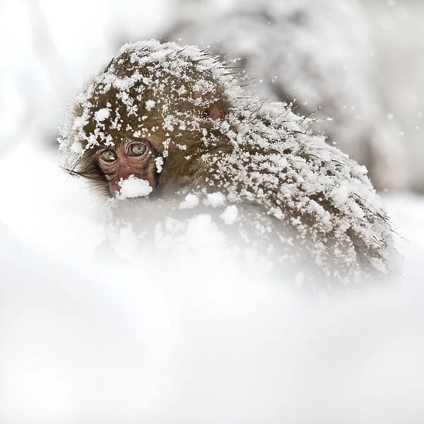 Japanese macaque (Macaca fuscata)  /  Snow monkey, Joshin-etsu National Park, Honshu, Japan
