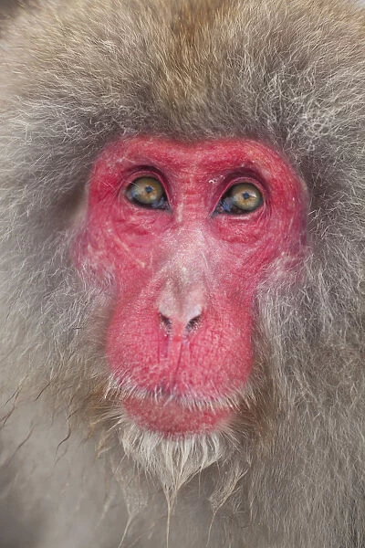 Japanese macaque (Macaca fuscata)  /  Snow monkey, Joshin-etsu National Park, Honshu, Japan