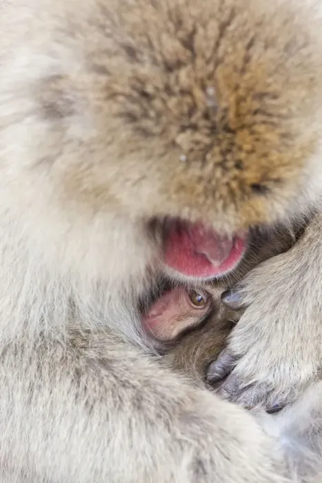 Framed Print : Japanese macaque (Macaca fuscata)  /  Snow monkey, Joshin-etsu National Park, Honshu, Japan